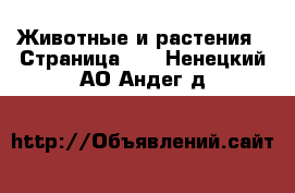  Животные и растения - Страница 11 . Ненецкий АО,Андег д.